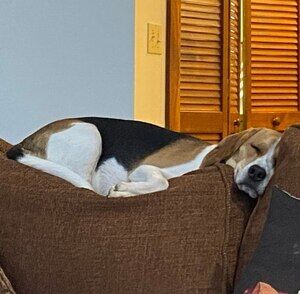 Meet your Posher, Grace